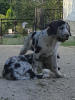 Foto №1. deutsche dogge - zum Verkauf in der Stadt Ломжа | verhandelt | Ankündigung № 24786