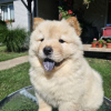 Foto №3. Chow-Chow-Männchen. Serbien