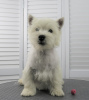 Foto №4. Ich werde verkaufen west highland white terrier in der Stadt Moskau. quotient 	ankündigung, vom kindergarten, züchter - preis - 616€