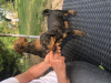 Zusätzliche Fotos: Airedale-Terrier-Welpen zu verkaufen