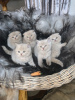 Zusätzliche Fotos: Hochwertige Scottish Fold Kätzchen