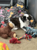 Foto №1. shih tzu - zum Verkauf in der Stadt Wuppertal | 300€ | Ankündigung № 103518