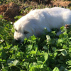 Foto №3. Golden Retriever Welpen zu verkaufen. Irland