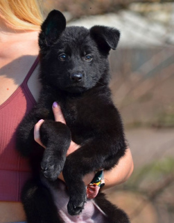 Zusätzliche Fotos: Deutscher Schäferhund, weiblich, Geburtsdatum 19.11, KSU-Metrik, Tierarztpass