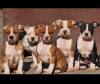 Zusätzliche Fotos: Amerikanischer Staffordshire Terrier