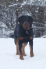 Zusätzliche Fotos: Rottweiler Snickers in guten Händen