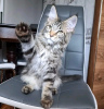 Foto №4. Ich werde verkaufen maine-coon-katze in der Stadt Richmond. quotient 	ankündigung - preis - 379€