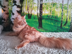 Foto №3. Riesige und schöne Maine Coon Katze. Russische Föderation