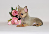 Zusätzliche Fotos: Ungewöhnlich gutaussehender Mann von sanfter Farbe. Chihuahua-Junge.