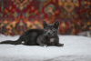 Foto №3. Smoky Kitten Funtik sucht ein Zuhause!. Weißrussland