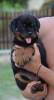 Foto №3. Rottweiler. Serbien