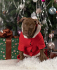 Foto №1. american pit bull terrier - zum Verkauf in der Stadt St. Petersburg | 531€ | Ankündigung № 33371