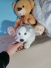Foto №3. Siberian Husky Welpen. Russische Föderation