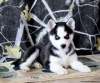 Foto №1. siberian husky - zum Verkauf in der Stadt Даллас | 312€ | Ankündigung № 45897