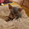 Foto №1. sphynx-katze - zum Verkauf in der Stadt Portland | 615€ | Ankündigung № 65871