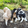 Foto №3. Beagle-Welpen suchen. Deutschland