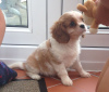 Foto №3. Entzückende Cavalier King Charles Welpen zur kostenlosen Adoption. Deutschland