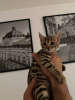 Foto №2 zu Ankündigung № 96386 zu verkaufen bengal katzenrasse - einkaufen Deutschland quotient 	ankündigung