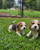 Foto №2 zu Ankündigung № 127644 zu verkaufen beagle - einkaufen Deutschland quotient 	ankündigung