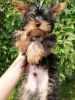 Foto №2 zu Ankündigung № 108998 zu verkaufen biewer terrier, yorkshire terrier - einkaufen Estland quotient 	ankündigung, vom kindergarten, züchter