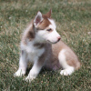 Foto №2 zu Ankündigung № 100275 zu verkaufen siberian husky - einkaufen Ungarn 