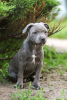 Zusätzliche Fotos: Amerikanische Staffordshire-Bullterrier-Mädchen