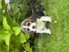 Foto №2 zu Ankündigung № 70793 zu verkaufen beagle - einkaufen Russische Föderation züchter