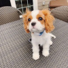 Foto №2 zu Ankündigung № 71695 zu verkaufen cavalier king charles spaniel - einkaufen Australien quotient 	ankündigung, züchter