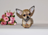 Foto №3. Ein ungewöhnlich schönes Baby mit ausdrucksstarkem Aussehen. Chihuahua-Junge.. Russische Föderation