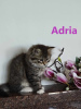 Foto №4. Ich werde verkaufen sibirische katze in der Stadt Iwaniska. quotient 	ankündigung, züchter - preis - 788€