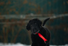 Foto №1. mongolischer wolfshund der burjaten - zum Verkauf in der Stadt Наро-Фоминск | 739€ | Ankündigung № 37068