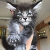 Foto №1. maine-coon-katze - zum Verkauf in der Stadt Hartford | 568€ | Ankündigung № 109895