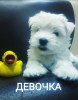Foto №1. west highland white terrier - zum Verkauf in der Stadt Grodno | 296€ | Ankündigung № 11896