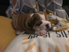 Foto №4. Ich werde verkaufen englische bulldogge in der Stadt Doncaster. quotient 	ankündigung, züchter - preis - 400€