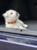 Foto №3. West Highland White Terrier Welpen zu verkaufen. Deutschland