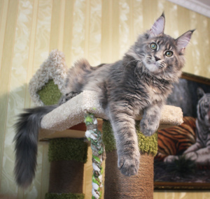 Foto №1. maine-coon-katze - zum Verkauf in der Stadt Wolgograd | 930€ | Ankündigung № 3423