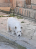 Foto №3. West Highland White Terrier - Westie. Serbien