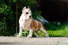 Zusätzliche Fotos: Welpe Staffordshire-Terrier