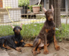 Foto №3. Dobermann-Welpen zu verkaufen. Serbien