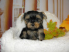 Foto №4. Ich werde verkaufen yorkshire terrier in der Stadt Москва. quotient 	ankündigung, züchter - preis - 194€