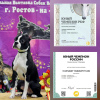 Foto №1. Paarung Service - züchten: boston terrier. Preis - Frei