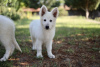 Foto №2 zu Ankündigung № 57978 zu verkaufen berger blanc suisse - einkaufen Rumänien quotient 	ankündigung