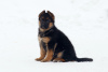 Foto №1. deutscher schäferhund - zum Verkauf in der Stadt Tscheljabinsk | 616€ | Ankündigung № 80271