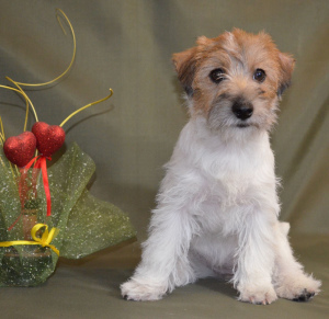 Foto №2 zu Ankündigung № 6008 zu verkaufen jack russell terrier - einkaufen Weißrussland züchter