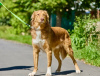 Zusätzliche Fotos: Der wunderschöne Hund Rom sucht eine Familie.