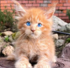 Foto №2 zu Ankündigung № 123676 zu verkaufen maine-coon-katze - einkaufen Deutschland quotient 	ankündigung