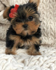 Foto №2 zu Ankündigung № 97357 zu verkaufen yorkshire terrier - einkaufen Schweden quotient 	ankündigung