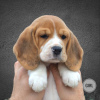 Foto №3. Beagle-Welpen aus dem Zwinger, eigentlicher Wurf. Weißrussland