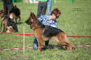Foto №2 zu Ankündigung № 4144 zu verkaufen deutscher schäferhund - einkaufen Russische Föderation quotient 	ankündigung