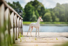 Foto №2 zu Ankündigung № 58787 zu verkaufen podenco ibicenco - einkaufen Litauen züchter